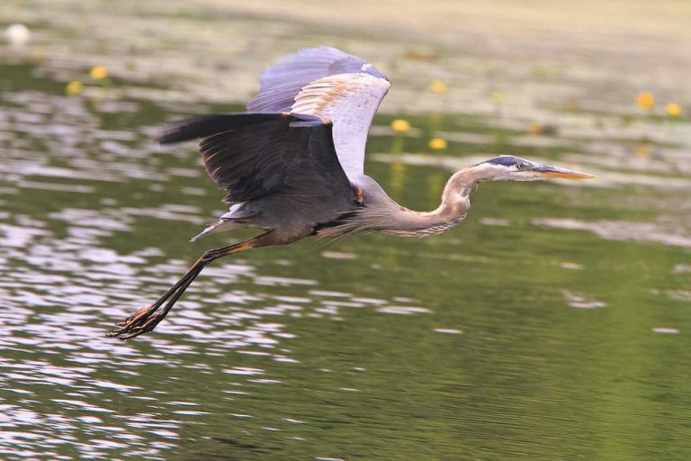 Wildlife Watch by Marian Harman – April 2020