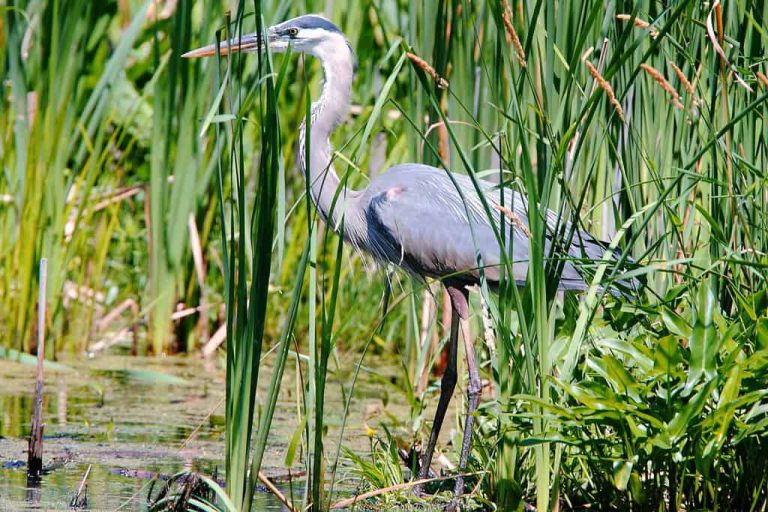 Wildlife Watch by Marian Harman – Summer 2024