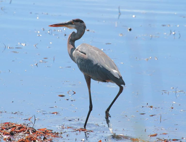 Wildlife Watch by Marian Harman – June 2023