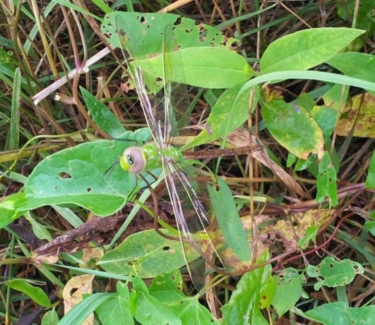 Wildlife Watch by Marian Harman – October 2021