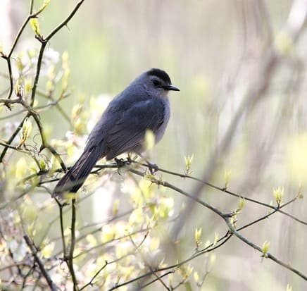 July 2016 – Wildlife Watch