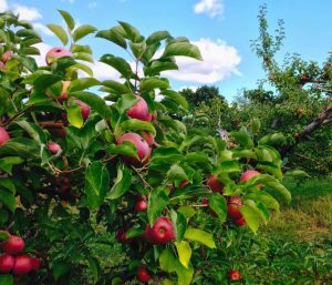 hill-orchard_marian-harman