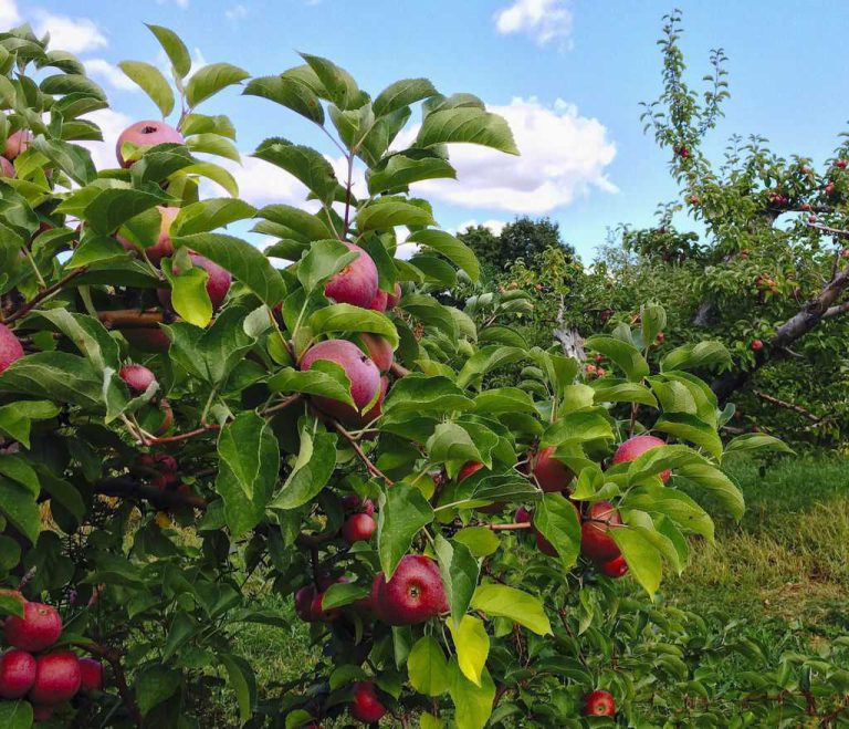 Wildlife Watch by Marian Harman – February 2019