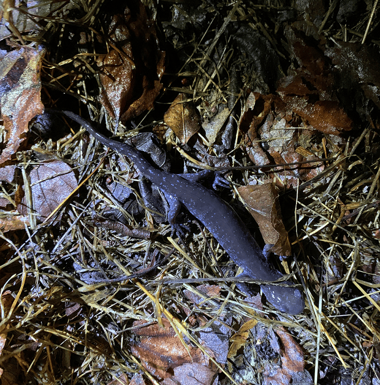 Vernal Pool Critters