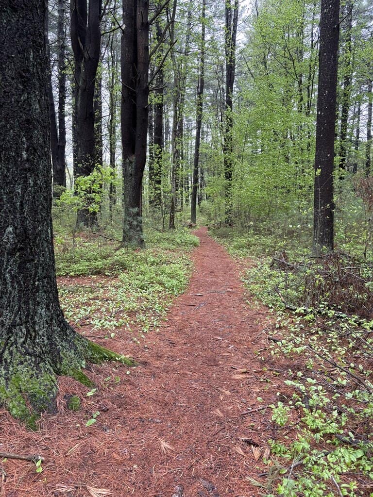 Spring 2025 Newsletter