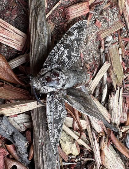 Carpenterworm Moth (Prionoxystus robiniae)