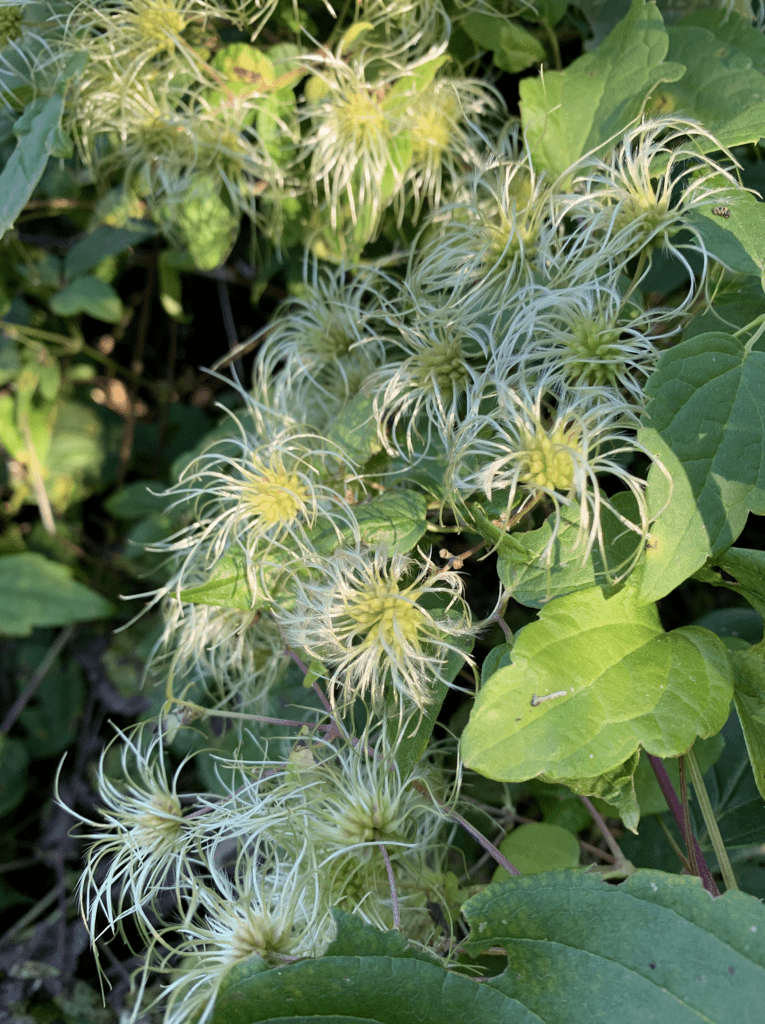 Virginia Virgin’s-bower