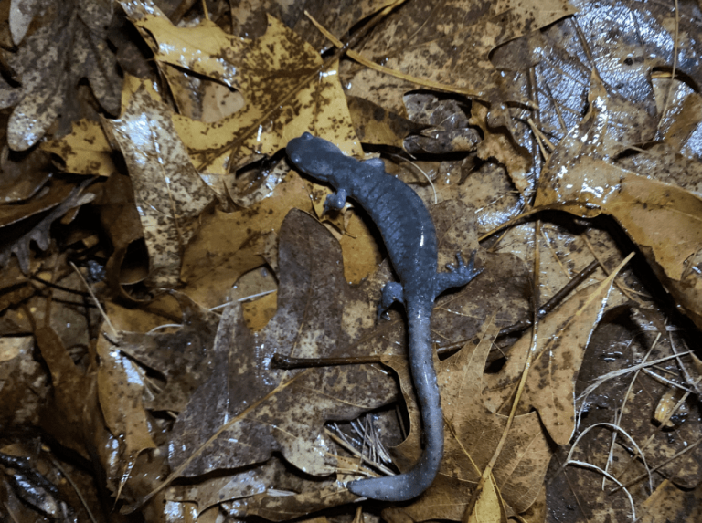 Vernal Pool Critters – Spring 2023