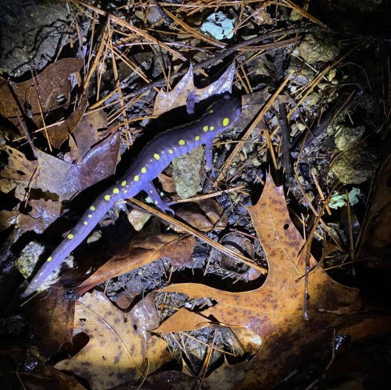 Vernal Pool Critters