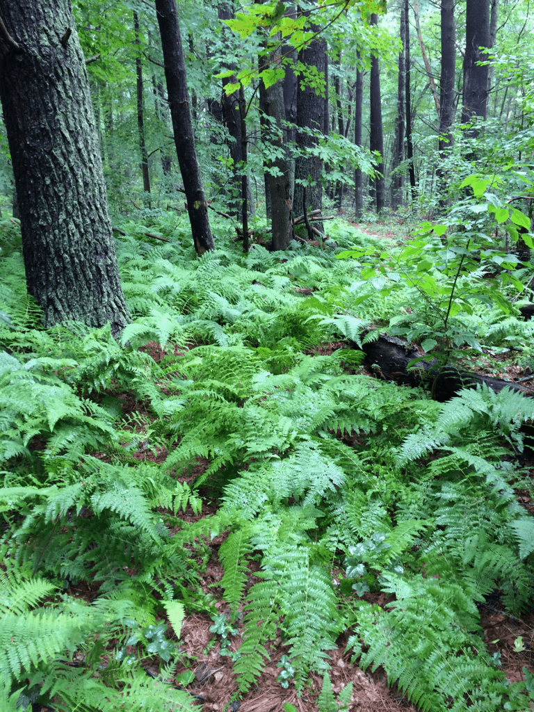 Wildlife Watch by Marian Harman – September 2021