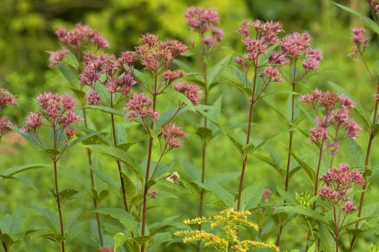 Wildlife Watch by Marian Harman – July 2022