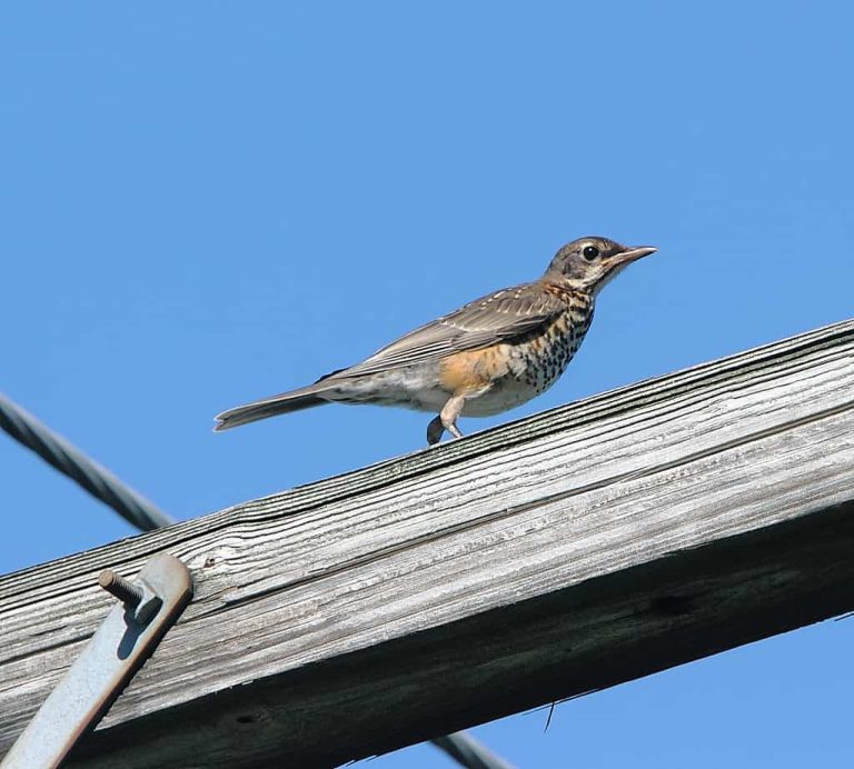 Wildlife Watch by Marian Harman – JULY 2021