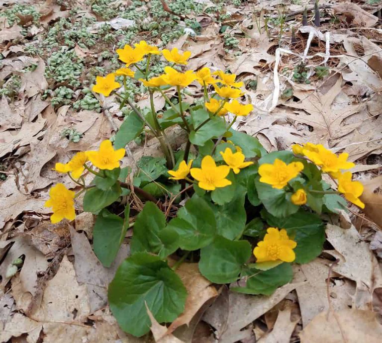 Marsh Marigold