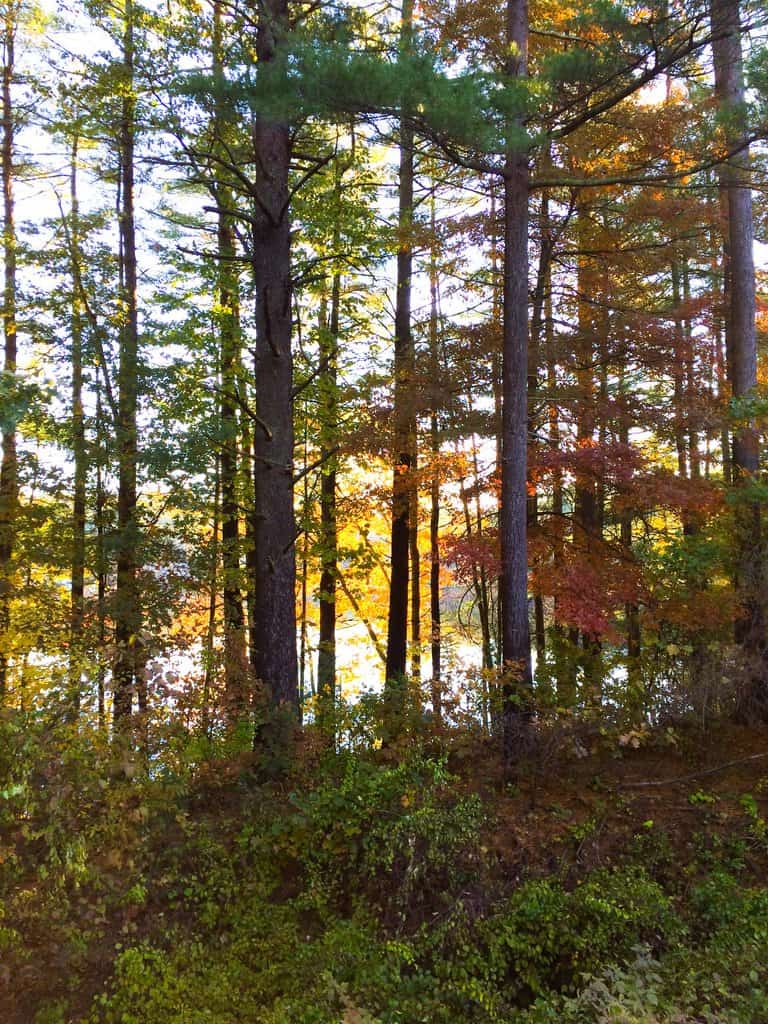 Wildlife Watch by Marian Harman – August 2023