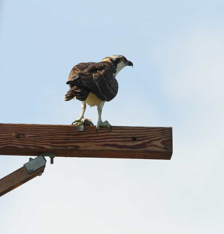 Wildlife Watch by Marian Harman- March 2019