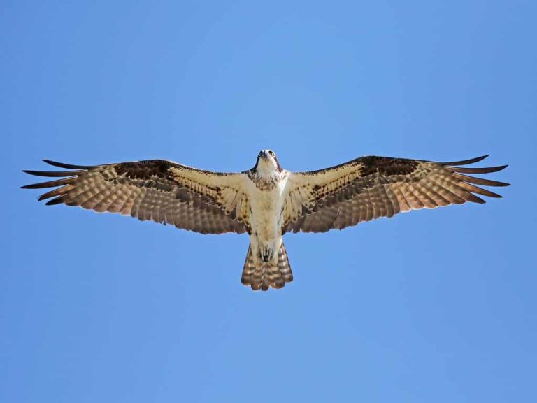 Wildlife Watch by Marian Harman – September 2018