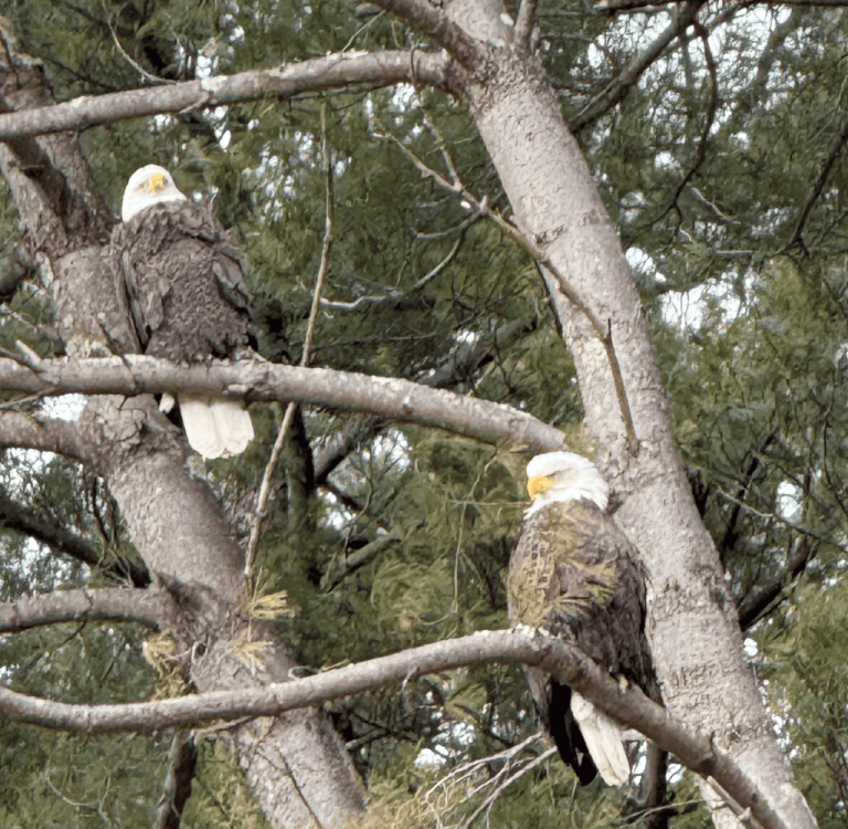 Pair of Bald Eagles