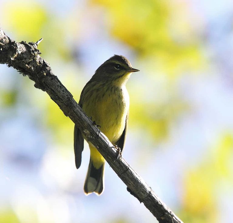 May 2017 – Wildlife Watch by Marian Harman