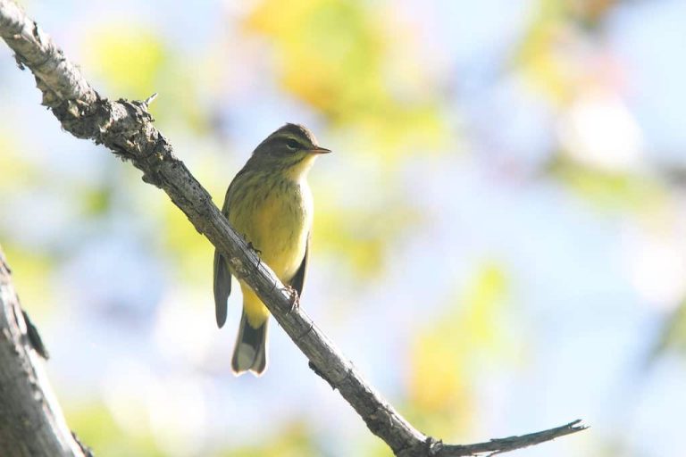 Wildlife Watch by Marian Harman – September 2022