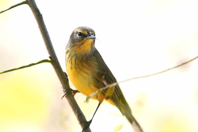 Wildlife Watch by Marian Harman – April 2023