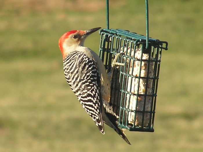 Wildlife Watch by Marian Harman – MARCH 2022