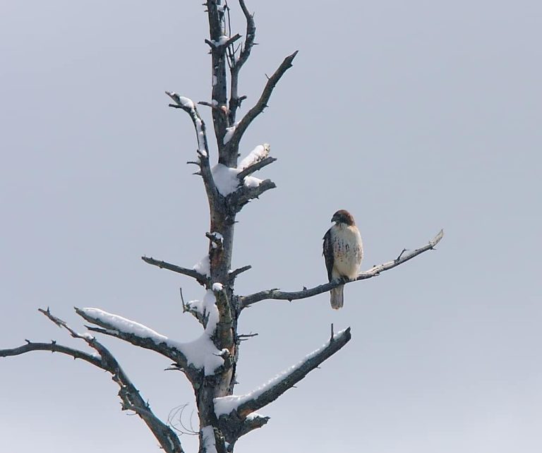 Wildlife Watch by Marian Harman – October 2018