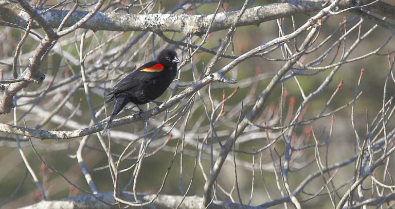 Wildlife Watch by Marian Harman – February 2022