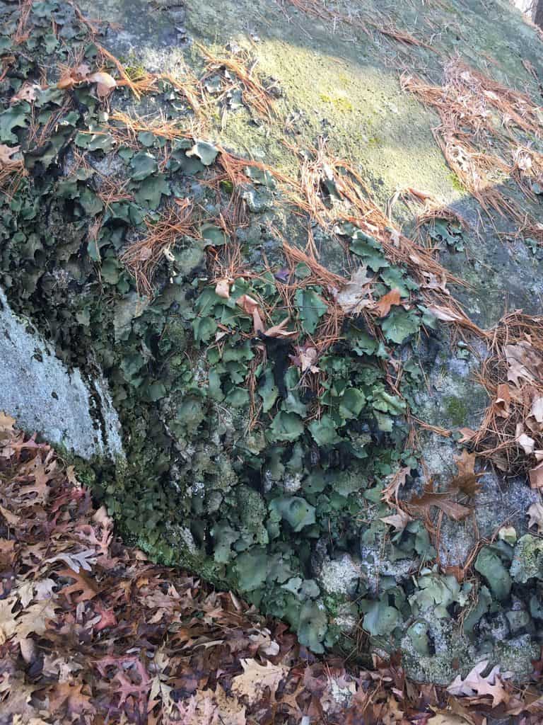 Wildlife Watch by Marian Harman – November 2019