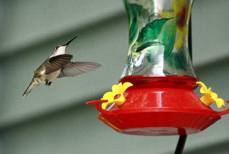 Wildlife Watch by Marian Harman – April 2024