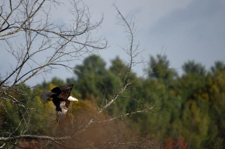 Bald Eagle near Littleton / Westford border