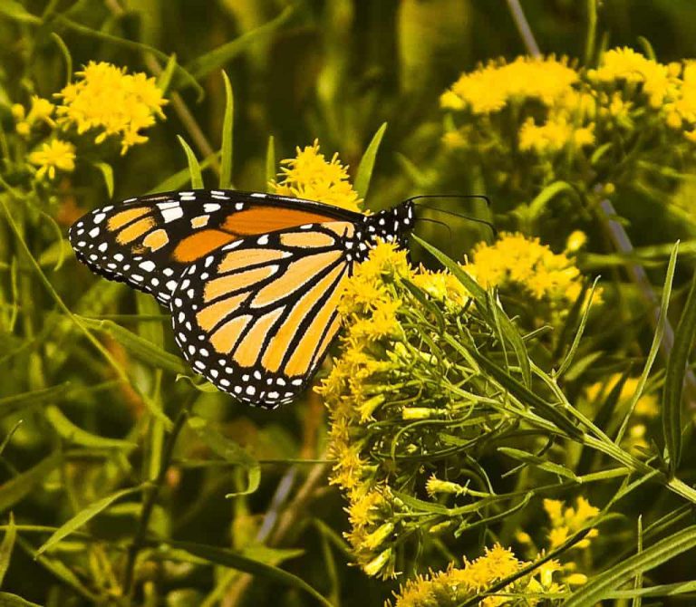 Wildlife Watch by Marian Harman – March 2020