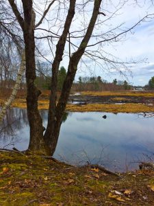 Shipley Swamp_Marian Harman Spring 16