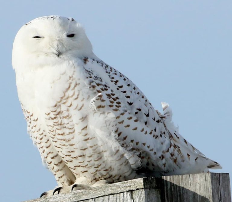 Wildlife Watch by Marian Harman – Feb 2018