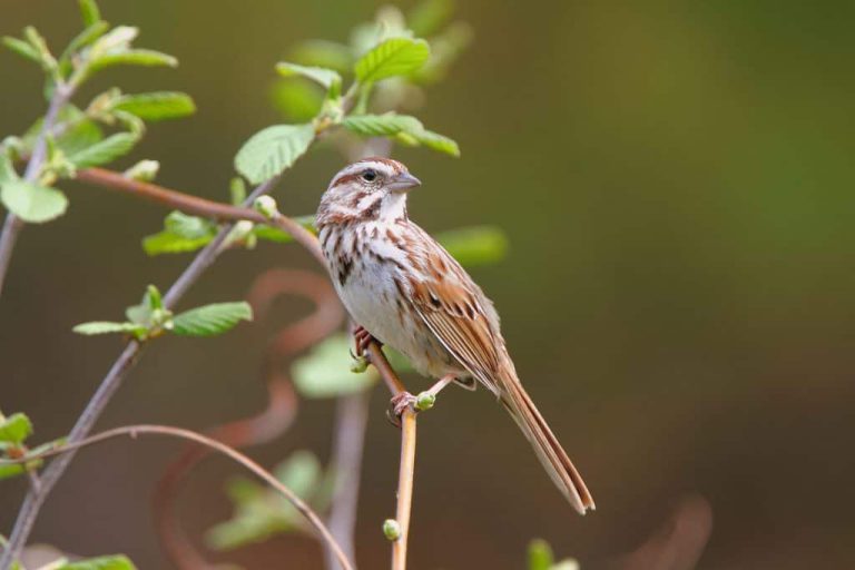 Wildlife Watch by Marian Harman – May 2021