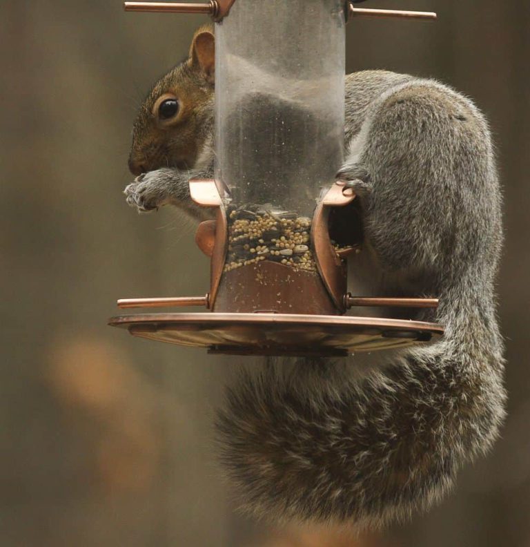 Wildlife Watch by Marian Harman – August 2018