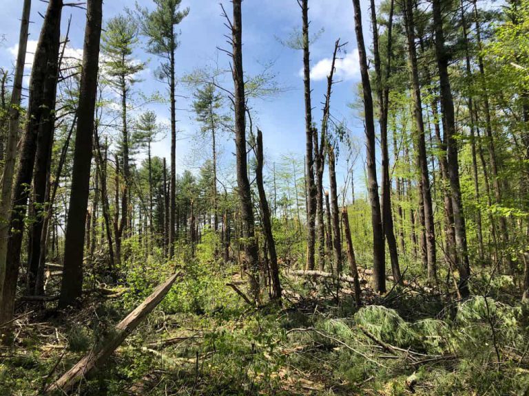 Wildlife Watch by Marian Harman – February 2024