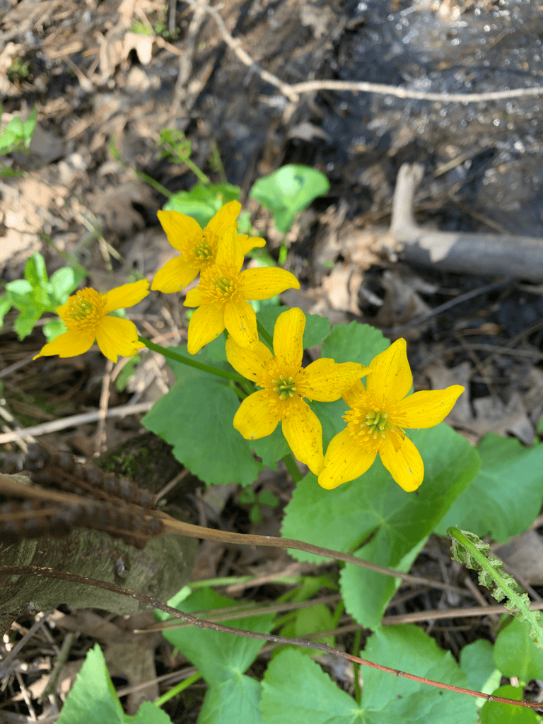 Marsh Marigold