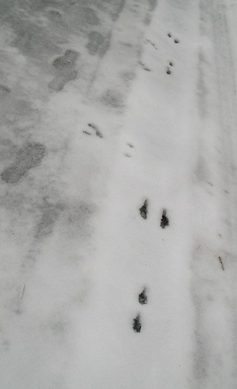 Wildlife Watch by Marian Harman – JANUARY 2022