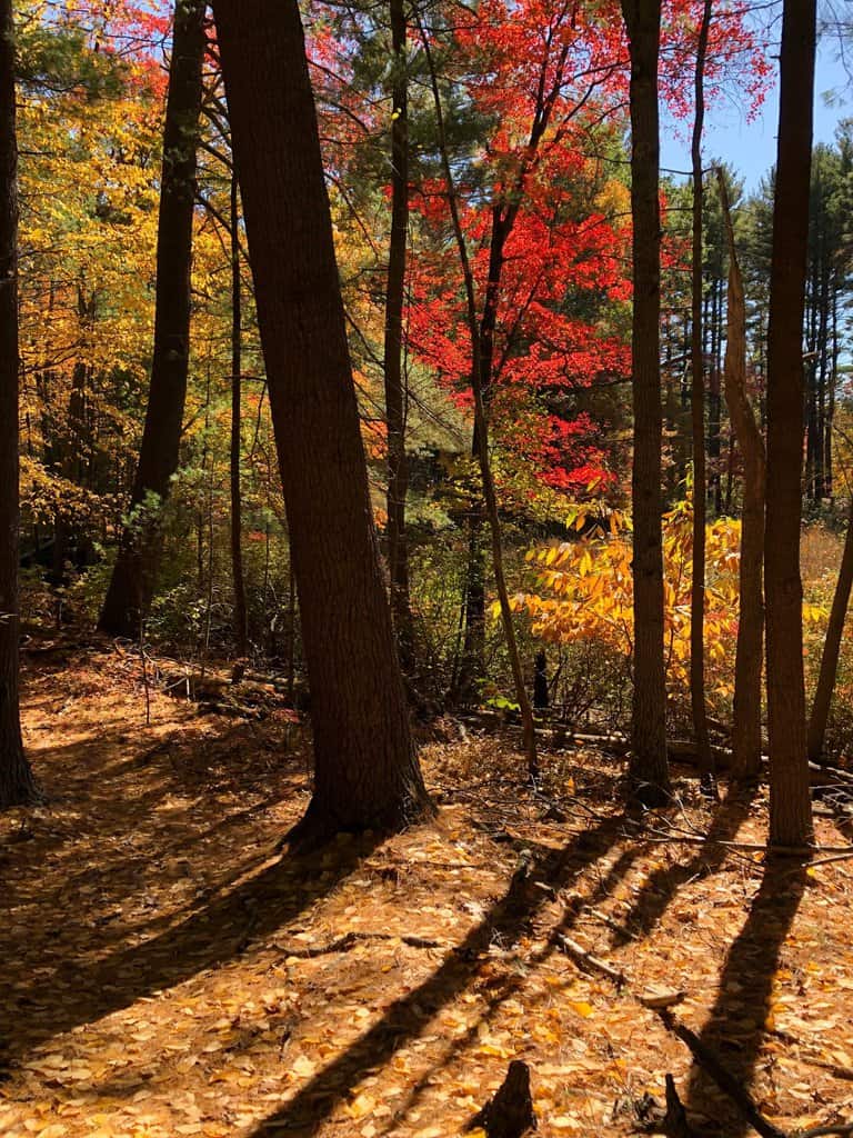 Wildlife Watch by Marian Harman – October 2022