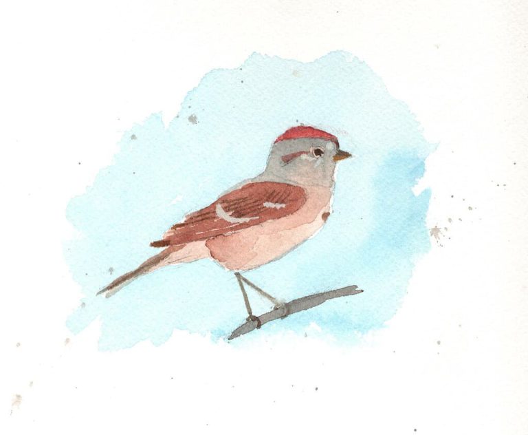 Wildlife Watch by Marian Harman – January 2023