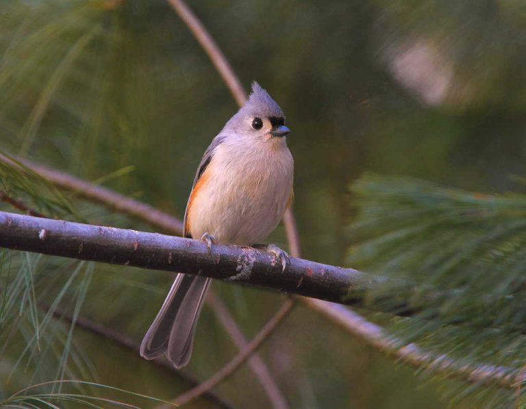 Wildlife Watch by Marian Harman – May 2022