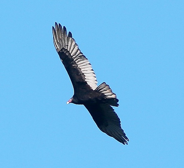 Wildlife Watch by Marian Harman