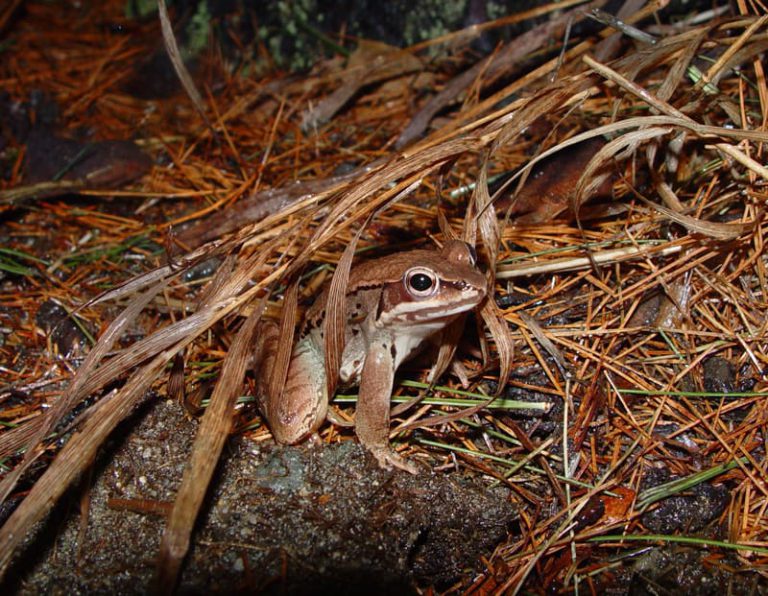 Wildlife Watch by Marian Harman – March 2023