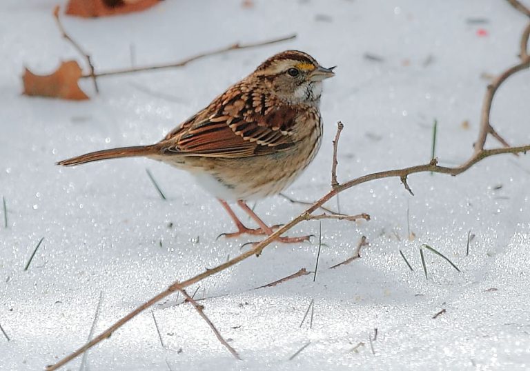 January 2018 Wildlife Watch by Marian Harman