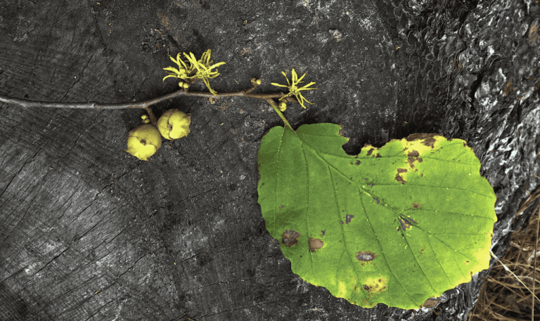 Wildlife Watch by Marian Harman – October 2023