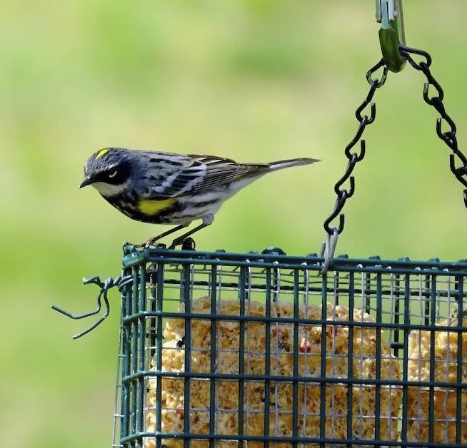 Wildlife Watch by Marian Harman – December 2021