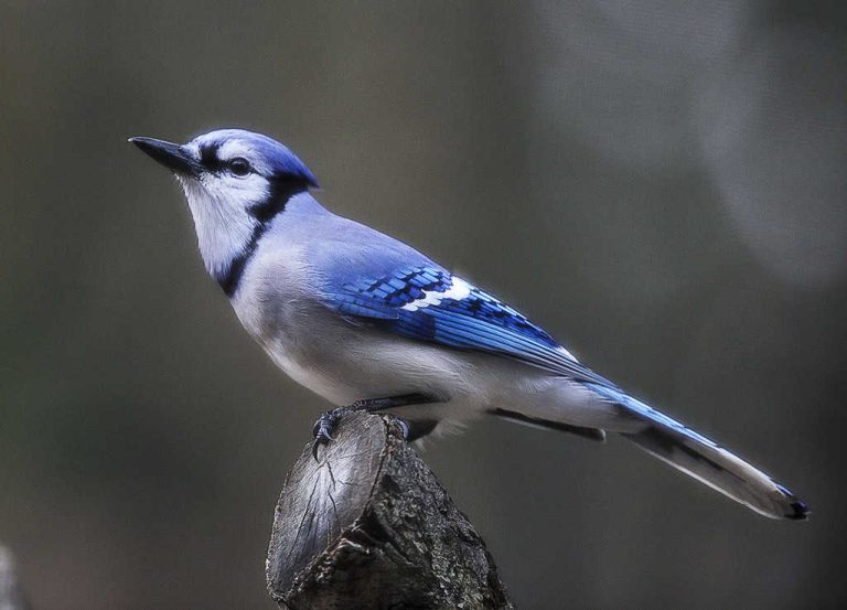 Wildlife Watch by Marian Harman – October 2020