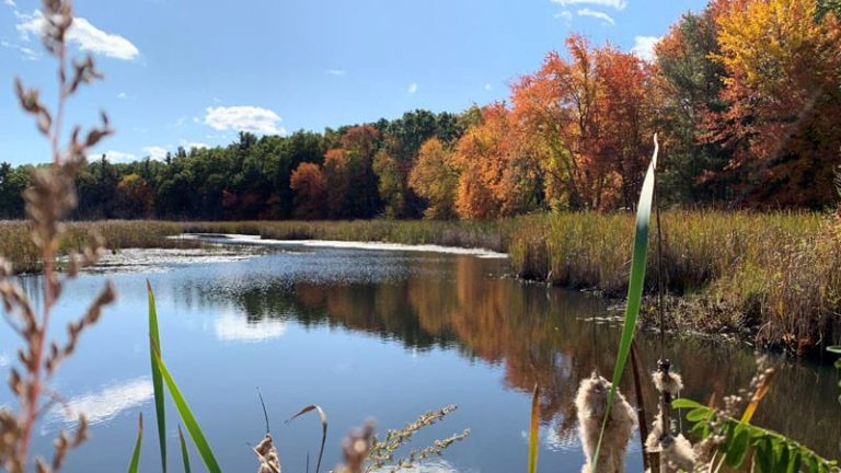 Fall 2020 Newsletter