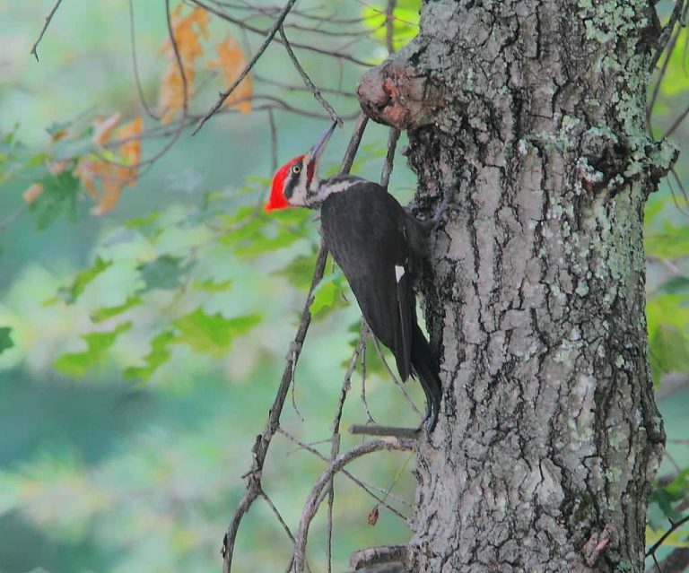 September 2017 – Wildlife Watch by Marian Harman