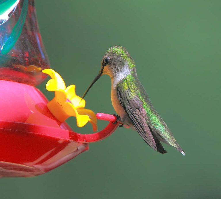 Westford Wildlife Watch by Marian Harman – September 2023